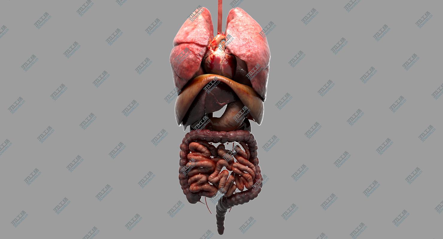 images/goods_img/20210113/Human Internal Organs 3D model/2.jpg